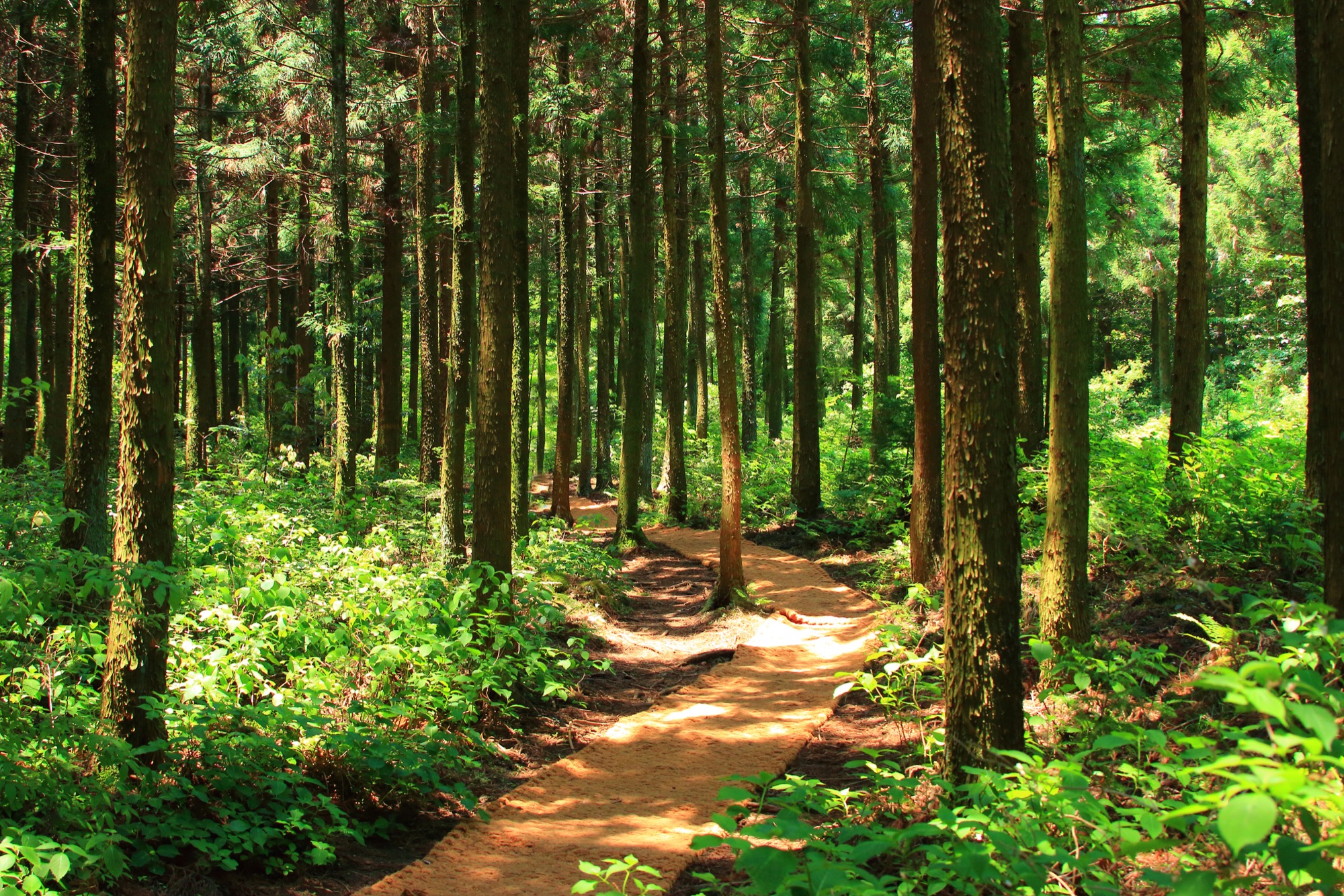 A sunlit path through a pine forest