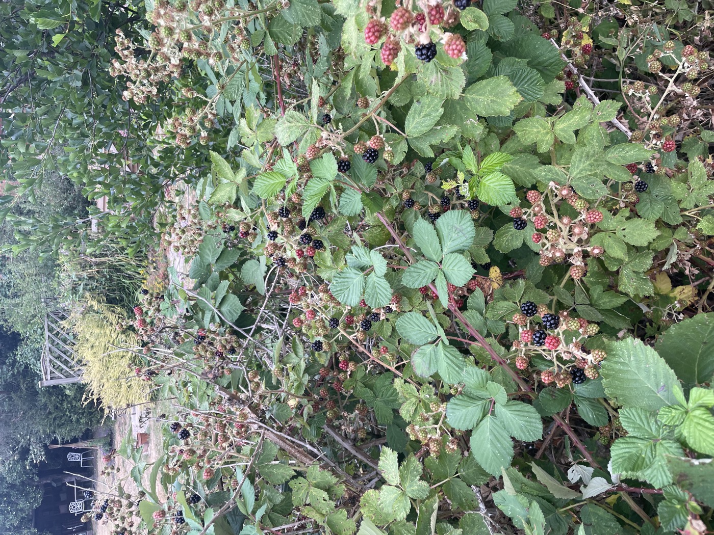 The bramble hedge