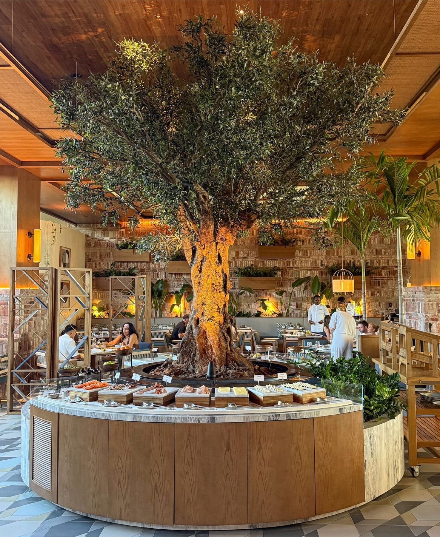 A circular serving counter built around a living tree